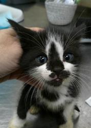 Shelter Stray Male Cat last seen Near BLOCK OLD ENGLAND LOOP, SANFORD FL 32771, Sanford, FL 32773