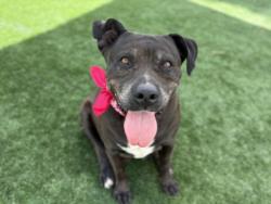 Shelter Stray Female Dog last seen , San Pedro, CA 90731