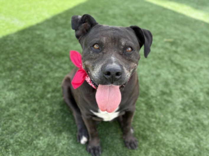Shelter Stray Female Dog last seen , San Pedro, CA 90731