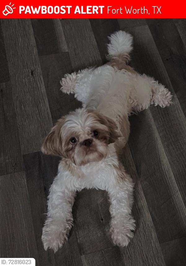 Lost Male Dog last seen Deen and brothers st, Fort Worth, TX 76106