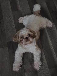 Lost Male Dog last seen Deen and brothers st, Fort Worth, TX 76106