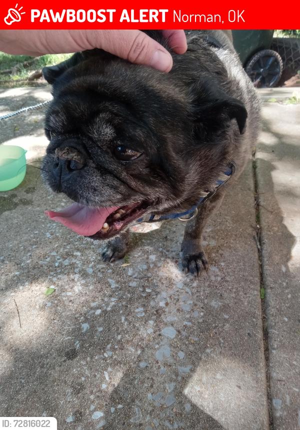 Lost Male Dog last seen 12th and rock creek , Norman, OK 73071
