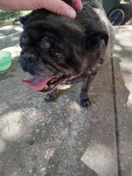 Lost Male Dog last seen 12th and rock creek , Norman, OK 73071