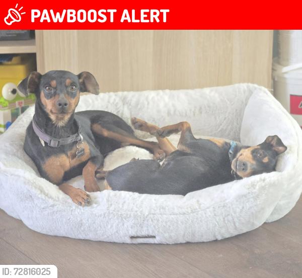 Lost Female Dog last seen Tumbleweed, Los Angeles County, CA 93553