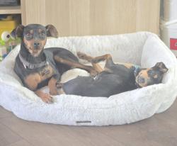 Lost Female Dog last seen Tumbleweed, Los Angeles County, CA 93553