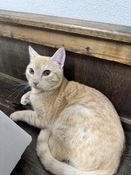 Lost Male Cat last seen Near sportsman loop, Groveland, FL 34736
