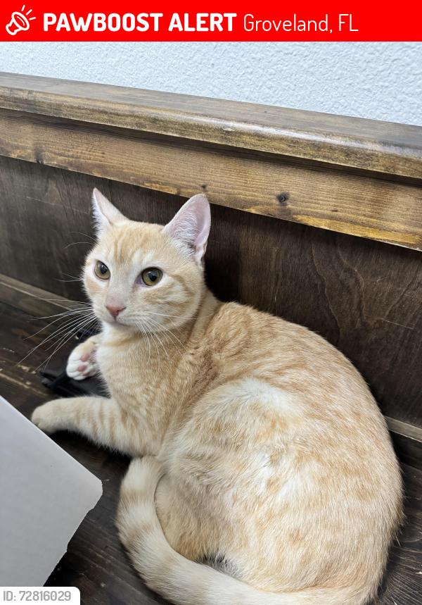 Lost Male Cat last seen Near sportsman loop, Groveland, FL 34736