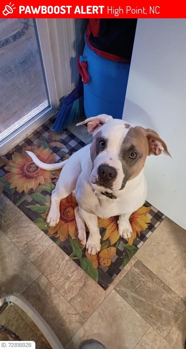 Lost Male Dog last seen Clover Drive High Point, NC, High Point, NC 27262