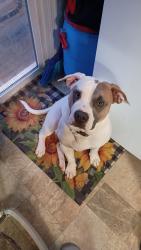 Lost Male Dog last seen Clover Drive High Point, NC, High Point, NC 27262