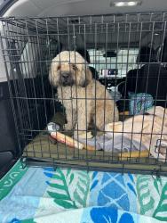 Found/Stray Male Dog last seen Woodlawn & Fredericksburg Rd, San Antonio, TX 78201