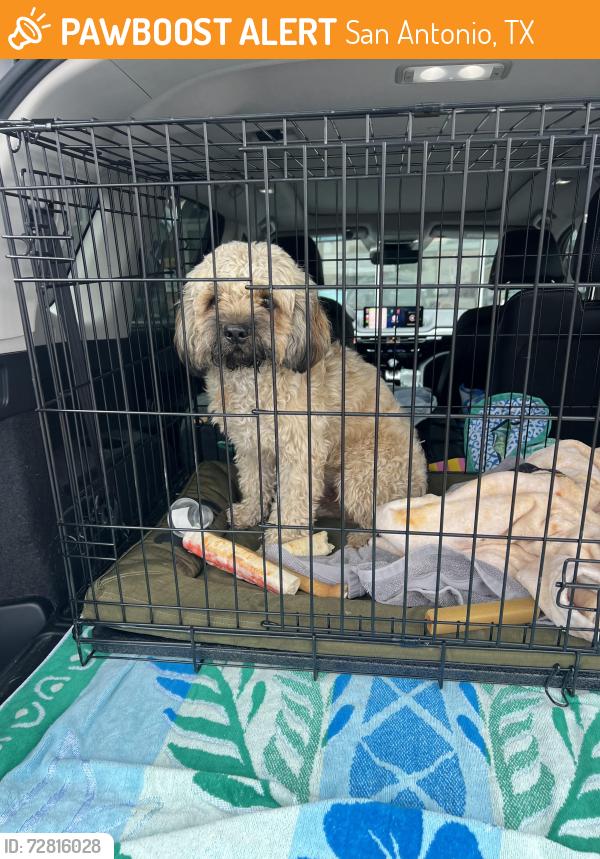 Found/Stray Male Dog last seen Woodlawn & Fredericksburg Rd, San Antonio, TX 78201