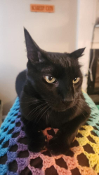 Lost Male Cat last seen Near w village Terrace , Springfield, MO 65810