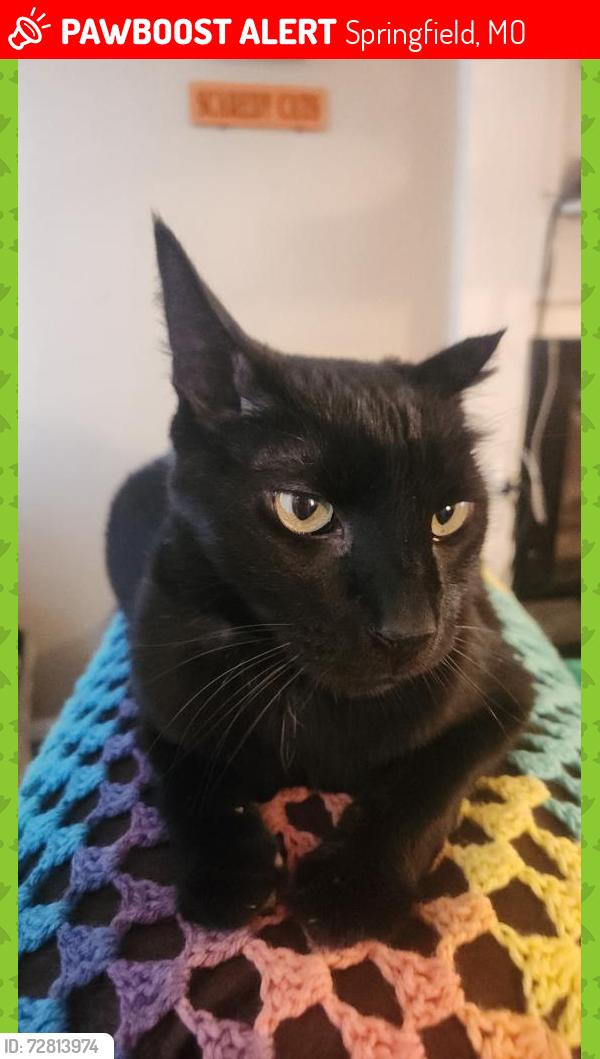 Lost Male Cat last seen Near w village Terrace , Springfield, MO 65810