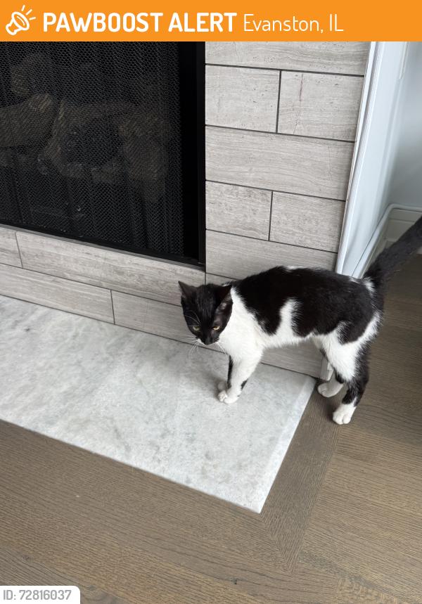 Found/Stray Female Cat last seen Main Street and Hinman, Evanston, IL 60202