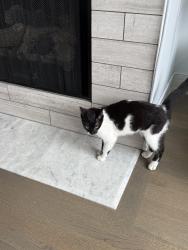 Found/Stray Female Cat last seen Main Street and Hinman, Evanston, IL 60202