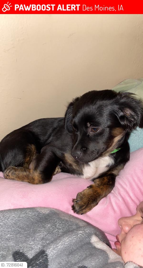 Lost Male Dog last seen Bubba church , Des Moines, IA 50320