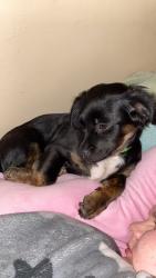 Lost Male Dog last seen Bubba church , Des Moines, IA 50320