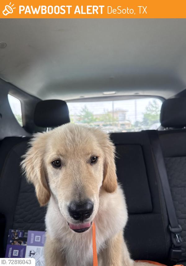 Found/Stray Male Dog last seen Eagle Drive, DeSoto, TX 75115