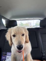 Found/Stray Male Dog last seen Eagle Drive, DeSoto, TX 75115