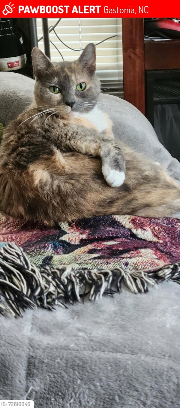 Lost Female Cat last seen North logan street, Gastonia, NC 28052