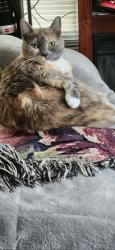 Lost Female Cat last seen North logan street, Gastonia, NC 28052