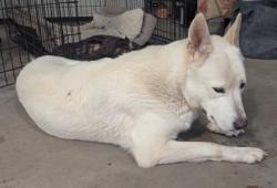 Shelter Stray Female Dog last seen Dunn, WI 53558, Madison, WI 53718