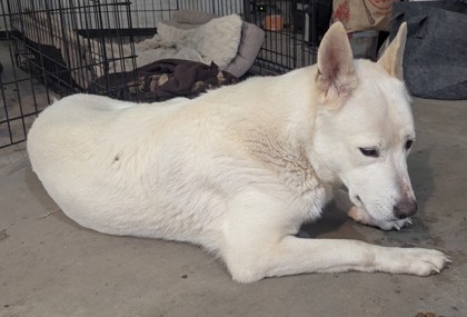 Shelter Stray Female Dog last seen Dunn, WI 53558, Madison, WI 53718