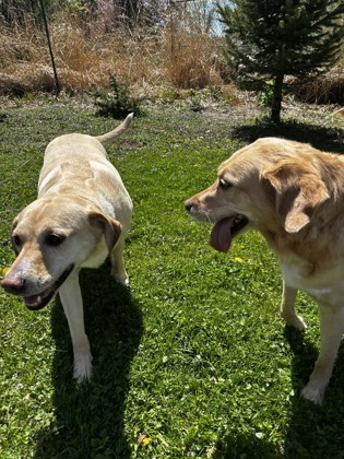 Shelter Stray Female Dog last seen Madison, WI , Madison, WI 53718