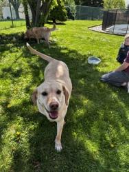 Shelter Stray Female Dog last seen Madison, WI , Madison, WI 53718