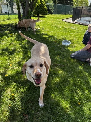 Shelter Stray Female Dog last seen Madison, WI , Madison, WI 53718