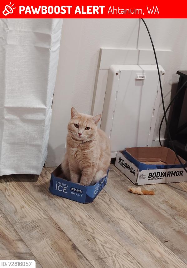 Lost Female Cat last seen Goodman Rd/ Meadowbrook , Yakima, WA 98903
