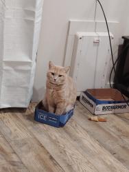 Lost Female Cat last seen Goodman Rd/ Meadowbrook , Yakima, WA 98903