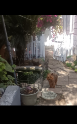 Found/Stray Female Dog last seen Vine and Madison, Modesto, CA 95351