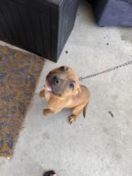 Found/Stray Male Dog last seen W Jefferson st, Philadelphia, PA 19151