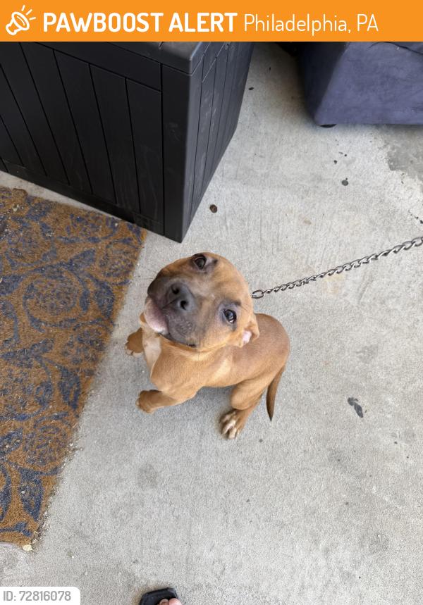 Found/Stray Male Dog last seen W Jefferson st, Philadelphia, PA 19151