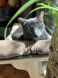 Lost Male Cat last seen Brodie and Spotted Horse Trl, Austin, TX 78748