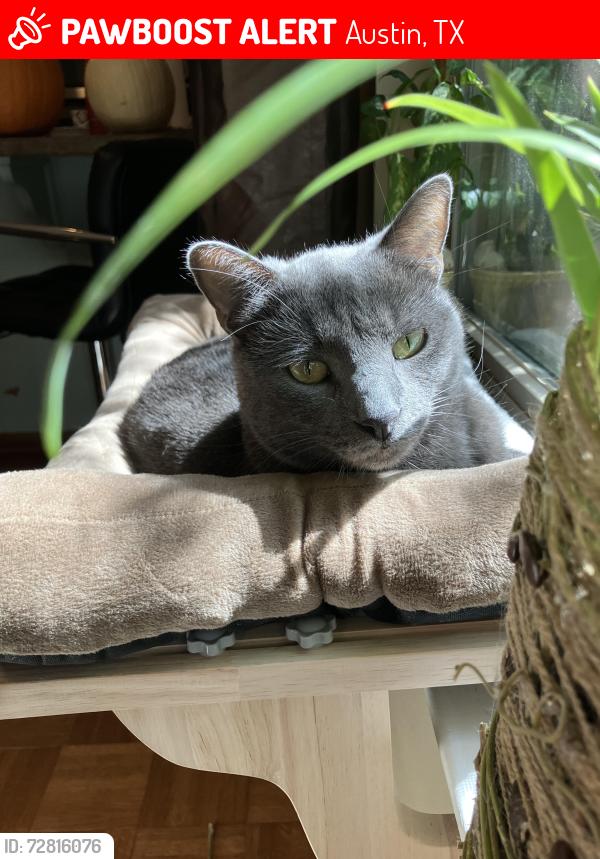 Lost Male Cat last seen Brodie and Spotted Horse Trl, Austin, TX 78748