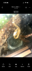 Lost Female Reptile last seen Pensacola St and Ocala Rd and Ausley Rd, Tallahassee, FL 32304
