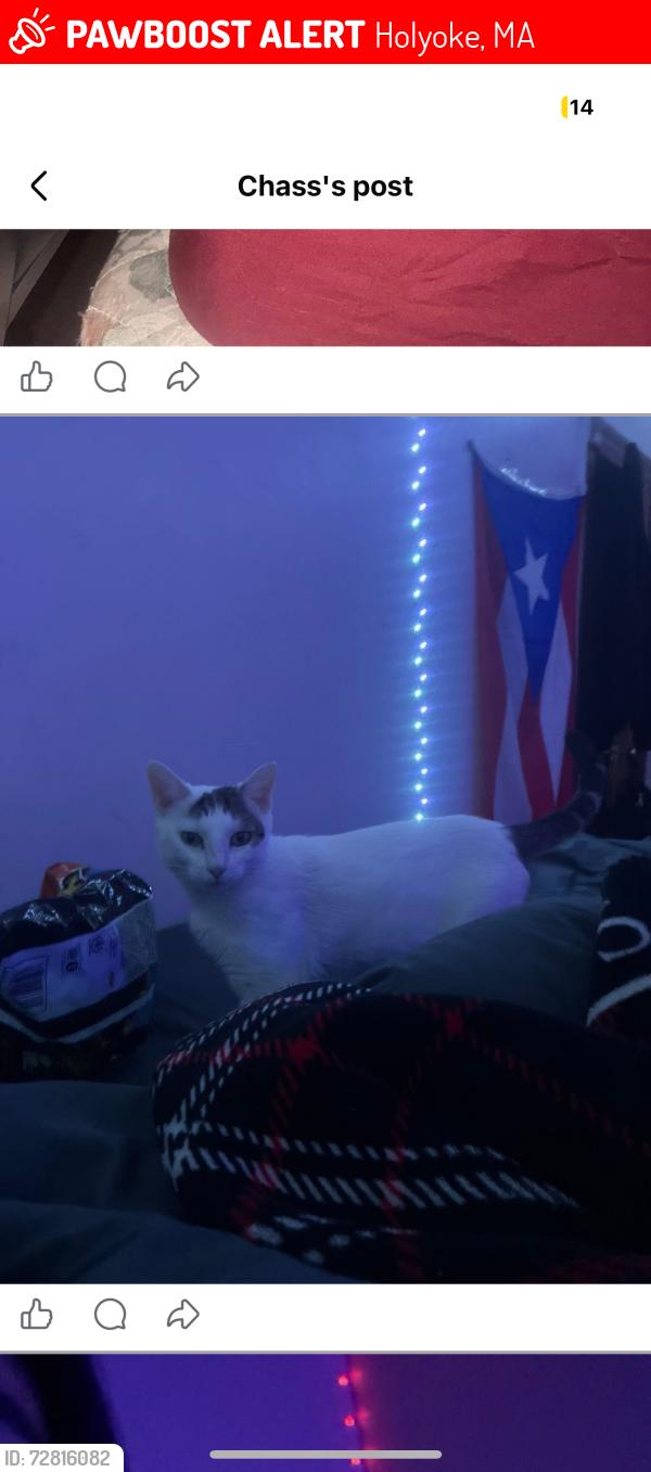 Lost Female Cat last seen Sargeant st Holyoke, Holyoke, MA 01040
