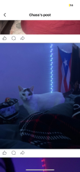 Lost Female Cat last seen Sargeant st Holyoke , Holyoke, MA 01040