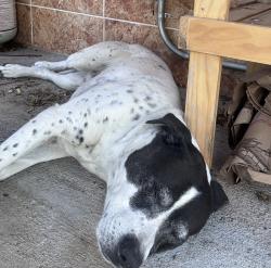 Found/Stray Male Dog last seen 28th st & Osborn , Phoenix, AZ 85016