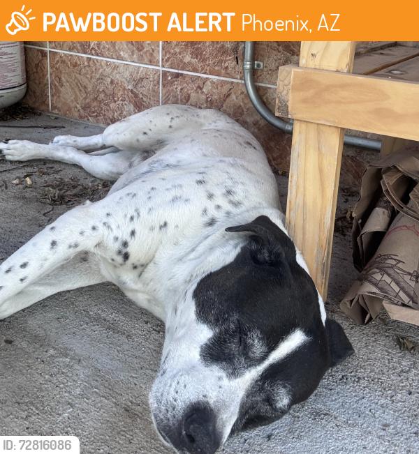 Found/Stray Male Dog last seen 28th st & Osborn , Phoenix, AZ 85016