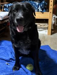 Found/Stray Male Dog last seen Off Kingston Hwy - between Garrard and Canard back in neighborhood off Fallen Branch, Floyd County, GA 30161
