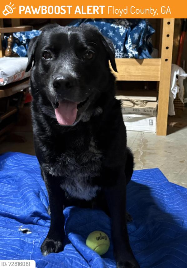Found/Stray Male Dog last seen Off Kingston Hwy - between Garrard and Canard back in neighborhood off Fallen Branch, Floyd County, GA 30161
