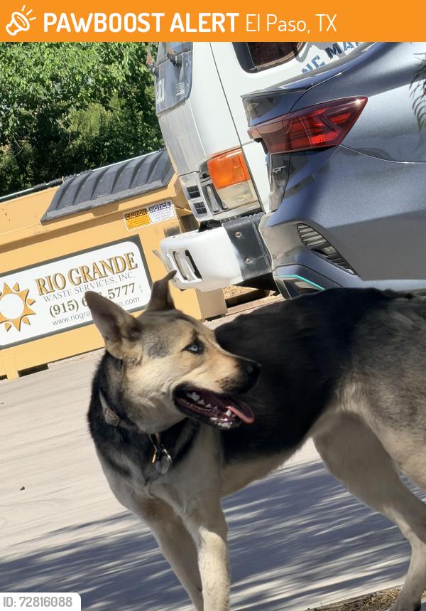 Found/Stray Male Dog last seen Goodyear y pelicano , El Paso, TX 79998
