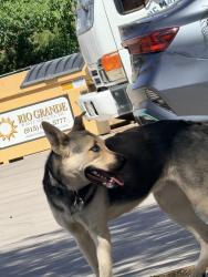 Found/Stray Male Dog last seen Goodyear y pelicano , El Paso, TX 79998