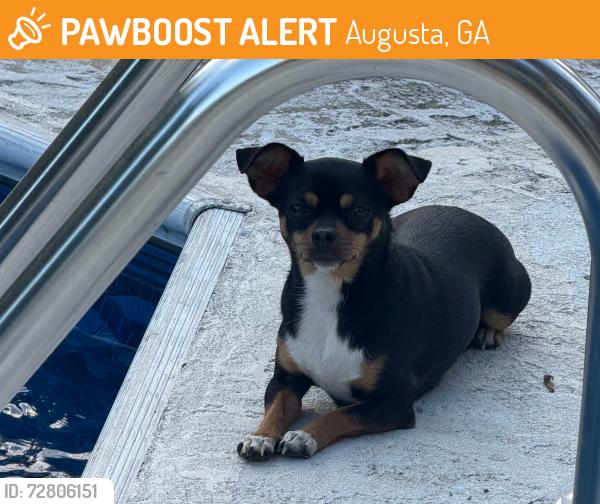 Found/Stray Unknown Dog last seen Skinner mill road, Augusta, GA 30909