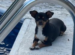 Found/Stray Unknown Dog last seen Skinner mill road, Augusta, GA 30909