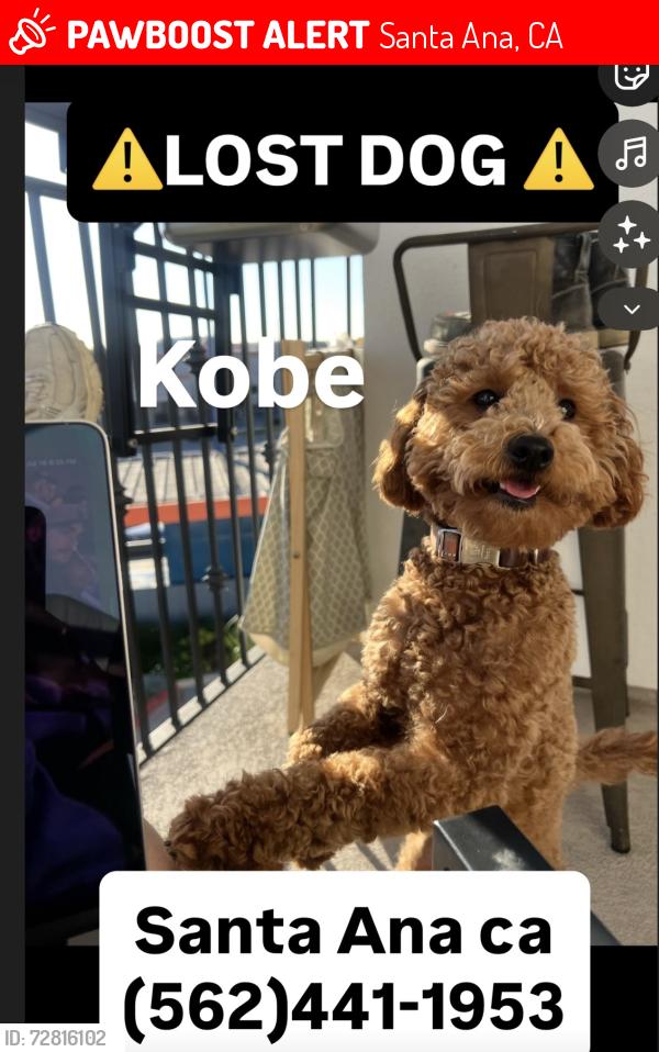 Lost Male Dog last seen Lyon at Santa Ana , Santa Ana, CA 92705