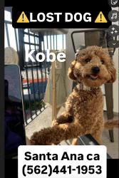 Lost Male Dog last seen Lyon at Santa Ana , Santa Ana, CA 92705